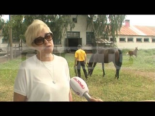 Искусственный жеребенок от 13.08.2015