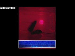Мыши поют для привлечения самок / Male Mouse Singing To Woo Mate {Duke University Research}