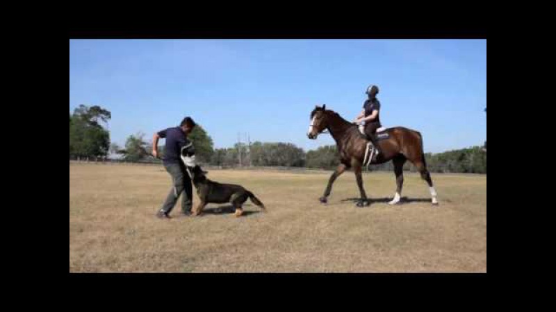 Horse and Dog Protection