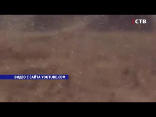 Нашествие саранчи