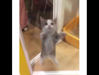 That cat up to something