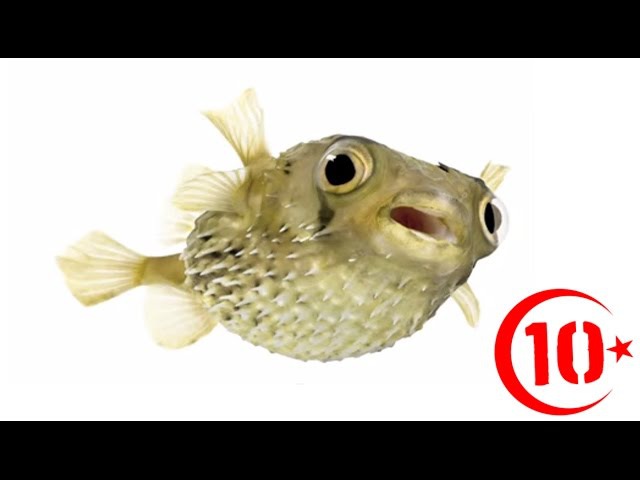 Yasaklanmış 10 Yiyecek