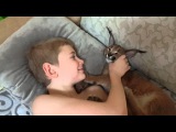 ♔VipLeo. Наш каракал - лизун! ) Caracal.