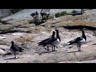 Белощекие казарки. Barnacle geese