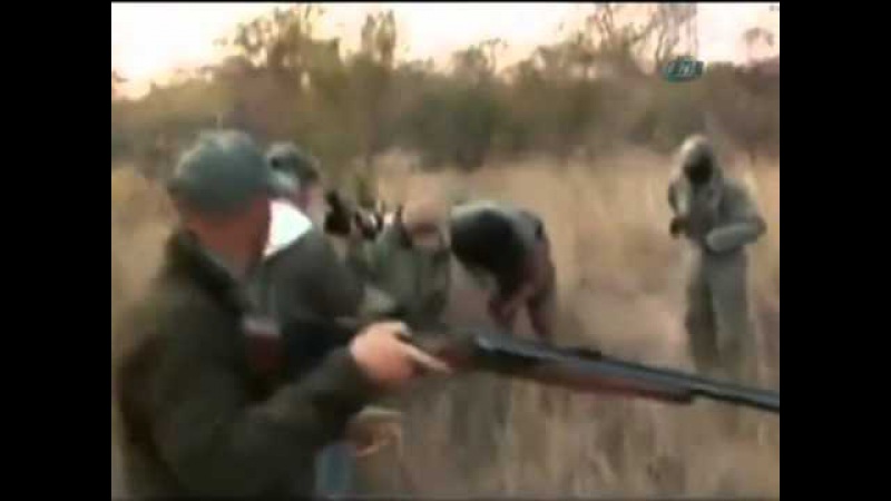 Leopar Avciya saldiriyor...