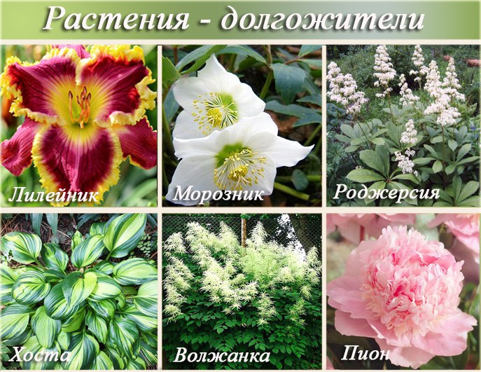 Растения долгожители Растения долгожители