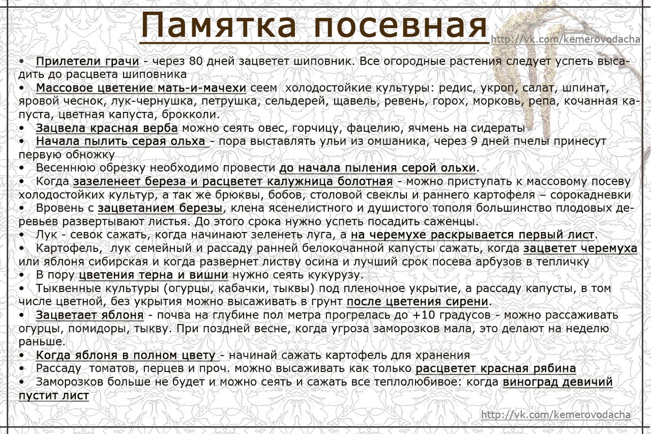 приметы огородников. народные приметы сажать. народные приметы когда. народные приметы сажать. сажать по народным приметам.