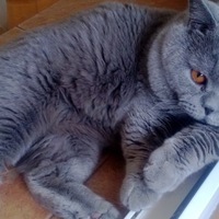 Юрген Колин