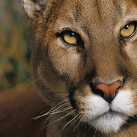 Екатерина Зубрина