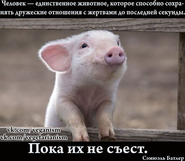 Дигпиг. Свинёночек. Хрюшенька моя. Хрюшенька милая фото. Хрюшенька фото