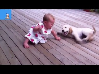 Best Funny Animals & Babies Compilation 2014