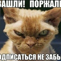 смешные картинки с фразами онлайн