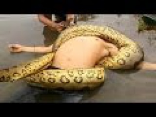 Giant Anaconda attacks Human Real - Biggest Anaconda Snake Attacks Man Caught On Tape