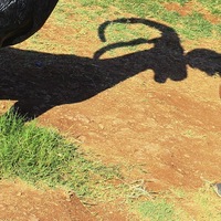 Алексей Луканин  ( КоТ )