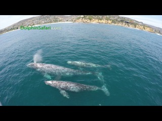 Rare Twin Whale Calves Seen off Dana Point by Whale Watching Boat
