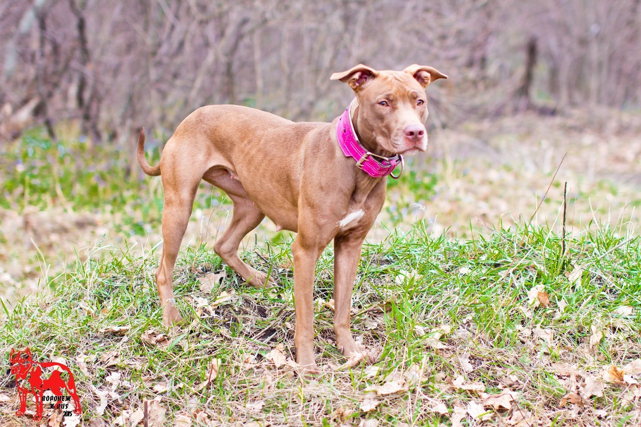 Photo of the dog