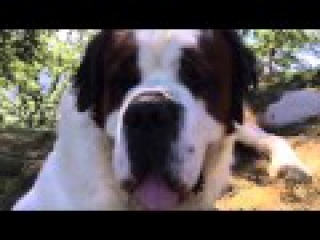 Uma e Chim - Due Cani Per Amici