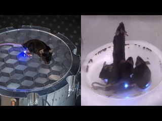 Wirelessly controlled mice using light