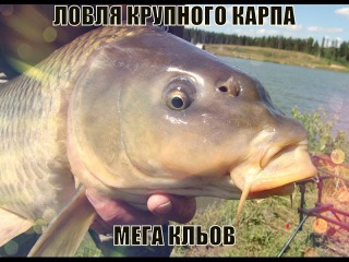 Секреты рыбалки ловля карпа в ночное время carp fishing