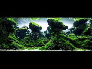 2015 AGA Aquascaping contest best aquariums