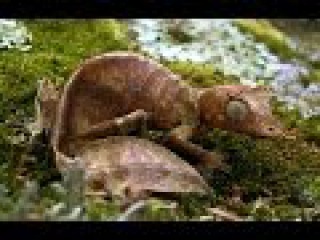 Leaf tailed Gecko, Uroplatus phantasticus