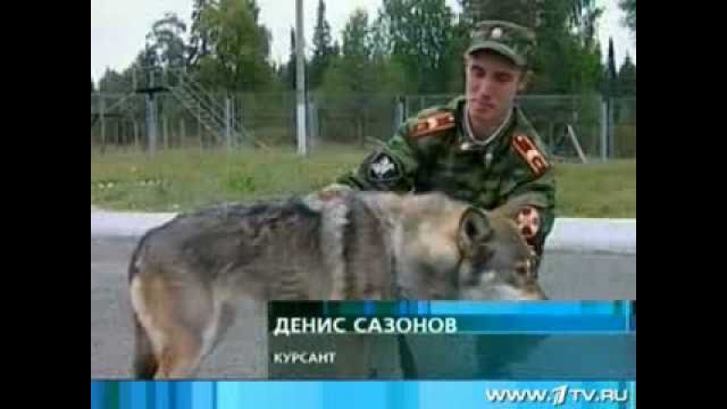 Волкособ