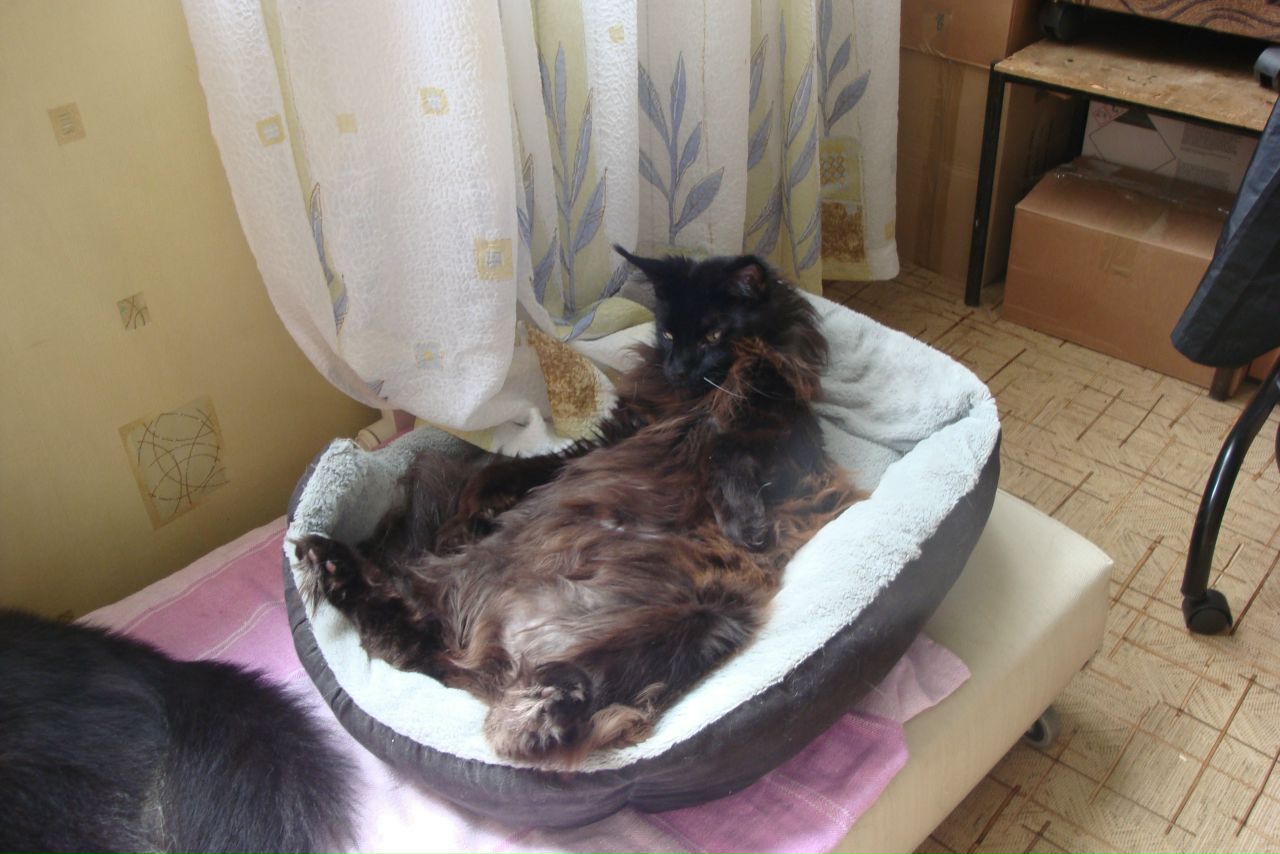 Кошки в нашей жизни. Кошки и все, что с ними связано.