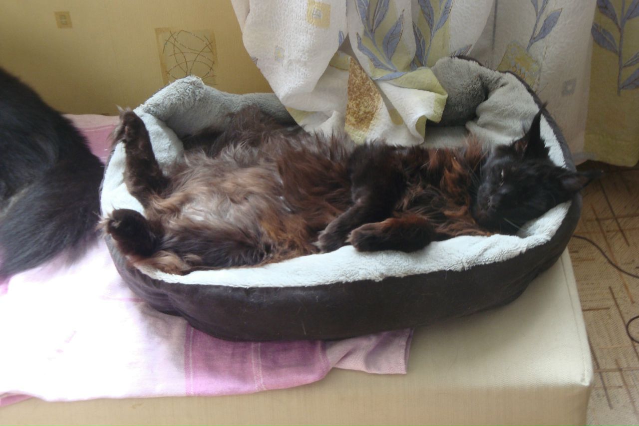 Кошки в нашей жизни. Кошки и все, что с ними связано.