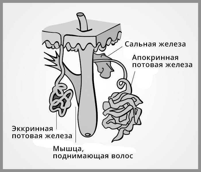 Потовая железа схема. Апокриновые и эккриновые железы. Апокриновые потовые железы. Апокринные потовые железы строение.