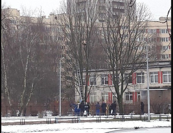 Фото: Мужчина в трусах залез на дерево на Парашютной<br><br>В Петербурге спасатели сняли с дерева неадекватного мужчину без одежды.<br><br>29.12.17 рядом с детским садом, расположенным на Парашютной улице, в Санкт-Петербурге, местный житель забрался на дерево и выкрикивал оттуда нецензурные выражения. Примечательно, что при