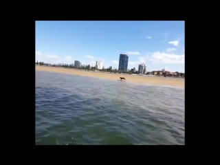 Собака наперегонки с катером