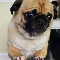 Аня Соколова