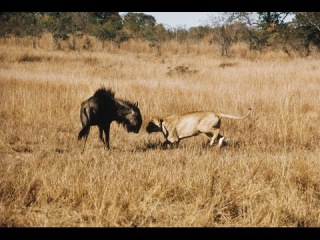Wildlife Animals Documetary - Wild Africa Documentary - Lions With Hyenas And More