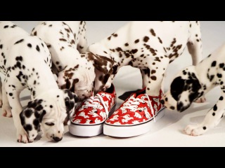 Disney | Vans - 101 Dalmatians