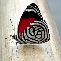 Ирина Молчанова