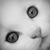 id84107525
