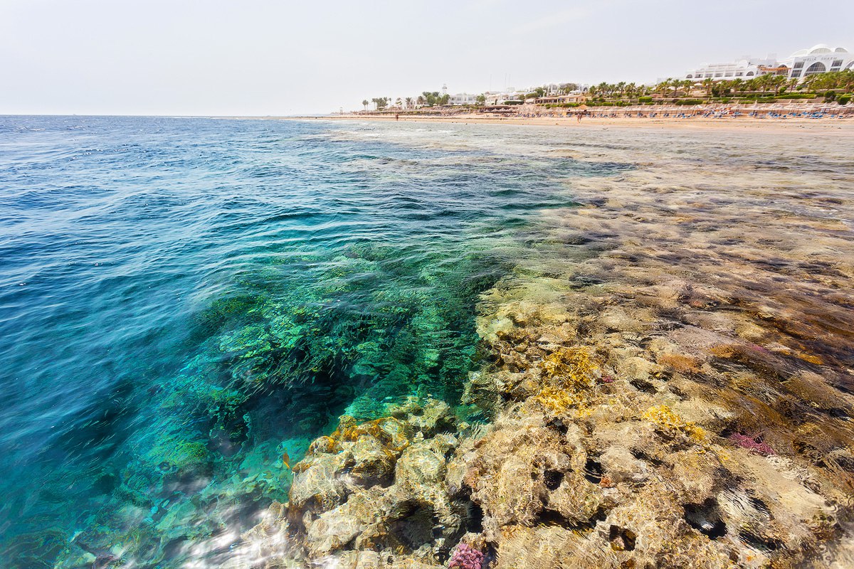 Вода в шарме сегодня. Шарм Эль Шейх пляжи с рифами. Красное море риф Шарм Эль Шейх. Коралловый пляж Шарм-Эль-Шейх. Шарм-Эль-Шейх коралловые рифы пляж.