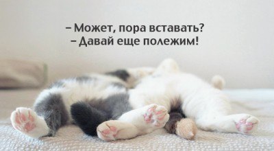 доброе утро картинки котик онлайн