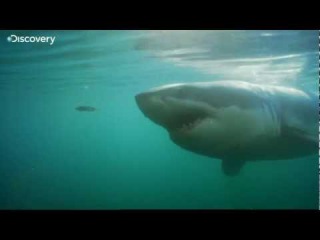 Feeding Ground for Great White Shark