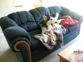 Husky throws temper tantrum over watching TV on couch