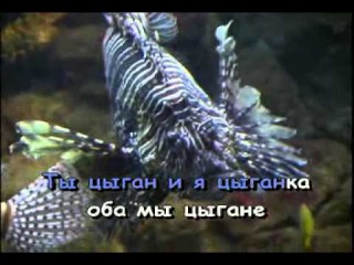 Караоке ► Русские Песни ♫ Цыганочка ♫ Karaoke