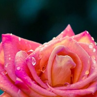 Карина Рожкова |