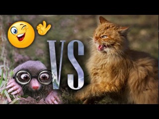Кот, крот и гавно или какашка, как снег на голову!