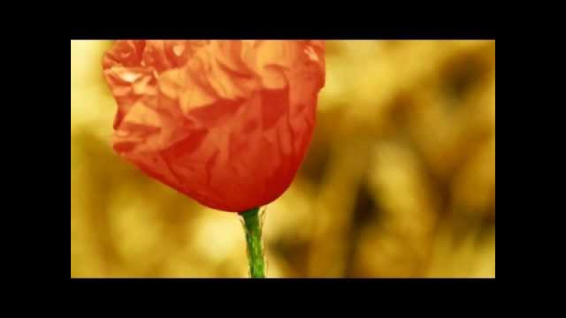 Armand Amar - La Genèse