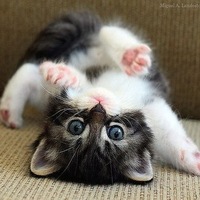 Маня Стулова