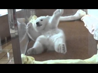 Маленький белый медведь не может встать - Little polar bear can't get up // KSI TV