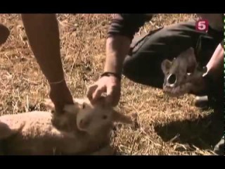 BBC Мир природы В поисках легенды Черный леопард