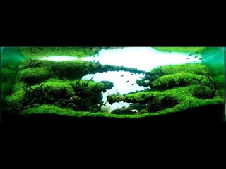 Wonderful aquariums, aquascapes from all over the world IAPLC 2007-2014