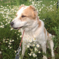 Светлана Шеина |