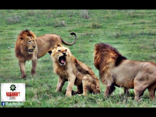 The fact about African Lion; Young lions tend to fight the older male in a pride.